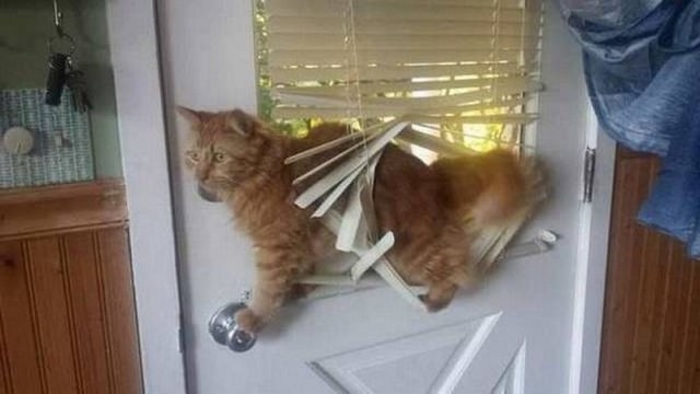 Прикольных котов пост