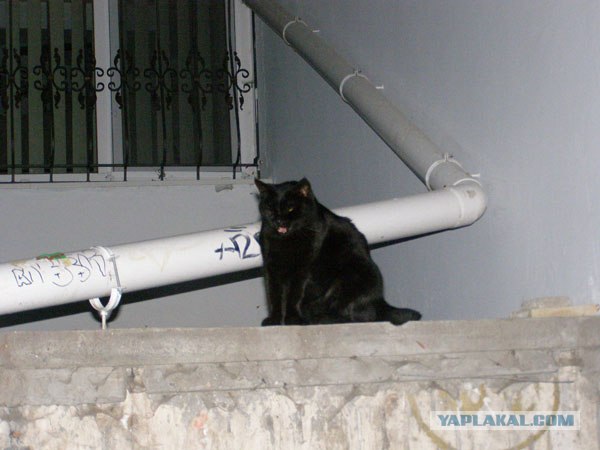 Котовторник 20.03.2012