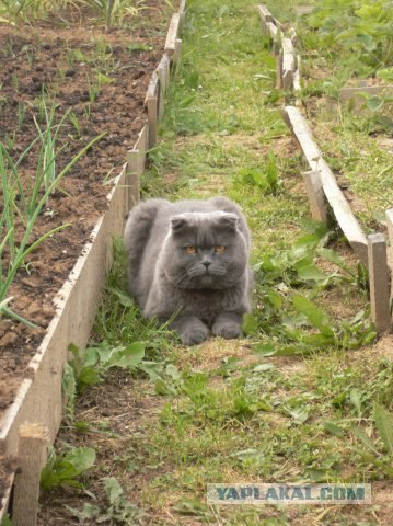 Котовторник  14.08.2012.