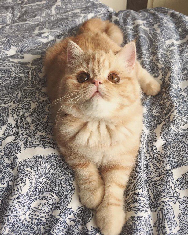 Забавные фото котеек