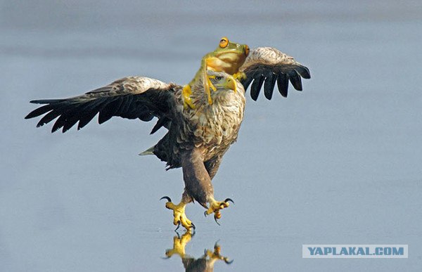 Фотожаба: Беги-и-и-и!