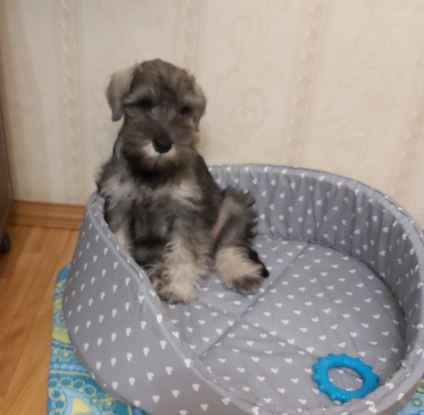 Собакочетверг же...