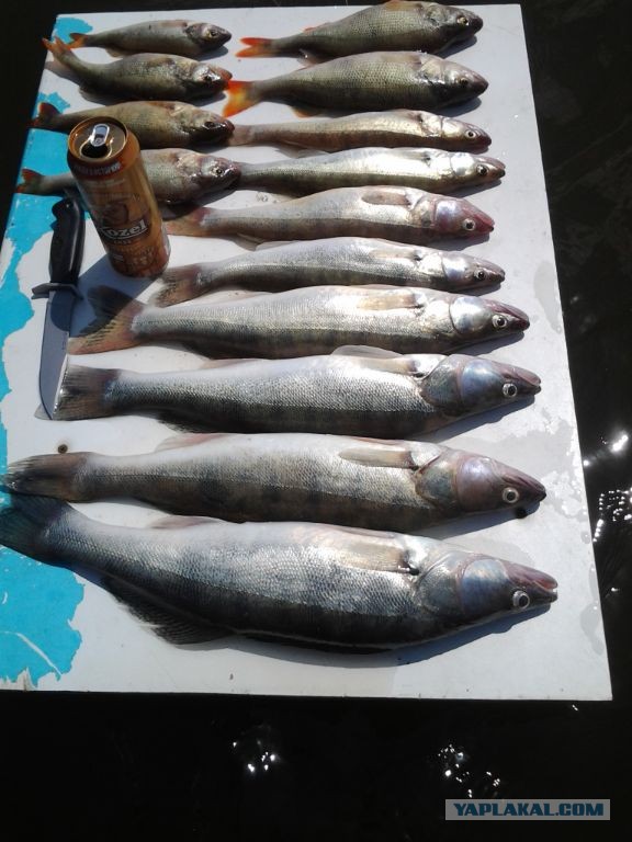 Зачетный сударь попался