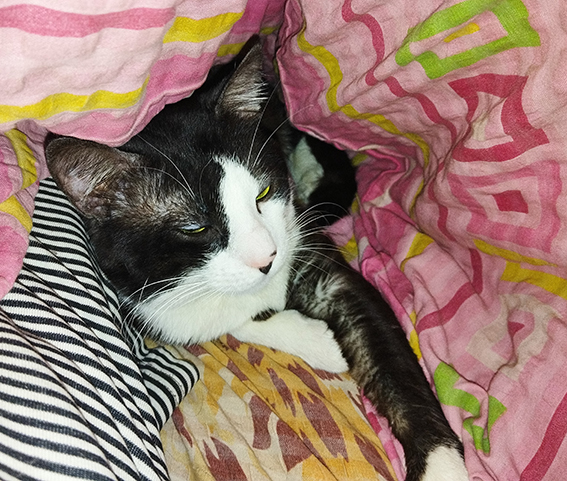 Котовторник