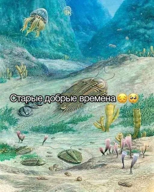 Шрус на вишнёвой поляне