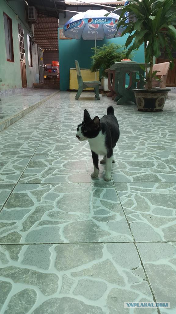 Котовторник 20.01.2015