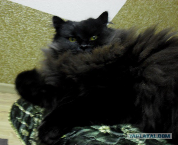Котовторник 29-09-2015,