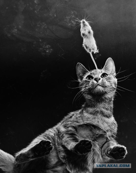 17 фотографий котов