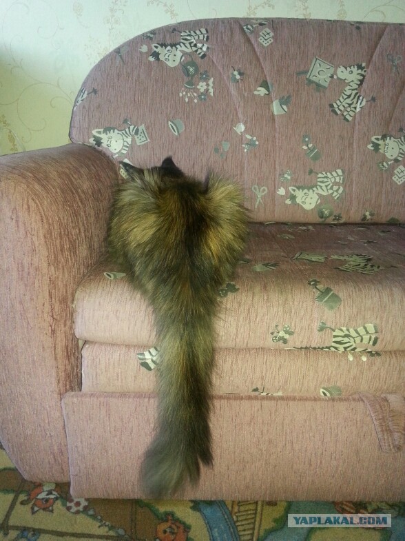 Котовторник 22.12.2015