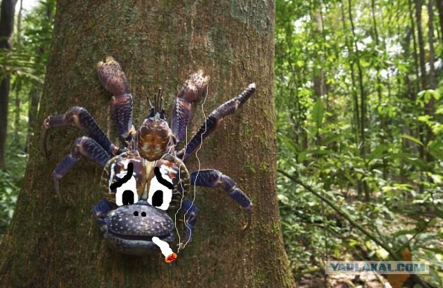 Турист сфотографировался с кокосовым раком