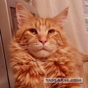 10 интересных фактов о мейн-кунах