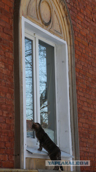 Котовторник 22.03.2016