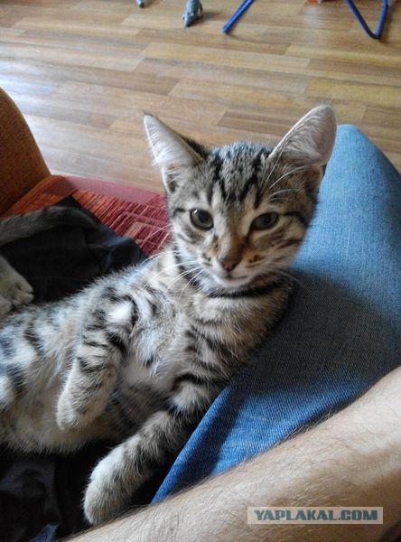 Найденыши (Кото понедельник)