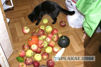 Жизнь домашнего приюта для котеек 133