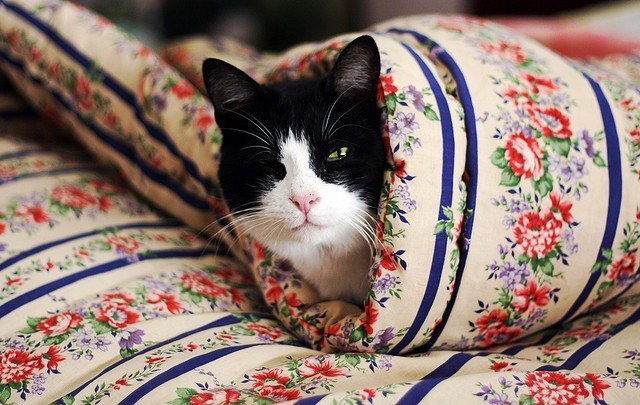 Коты и Кошки