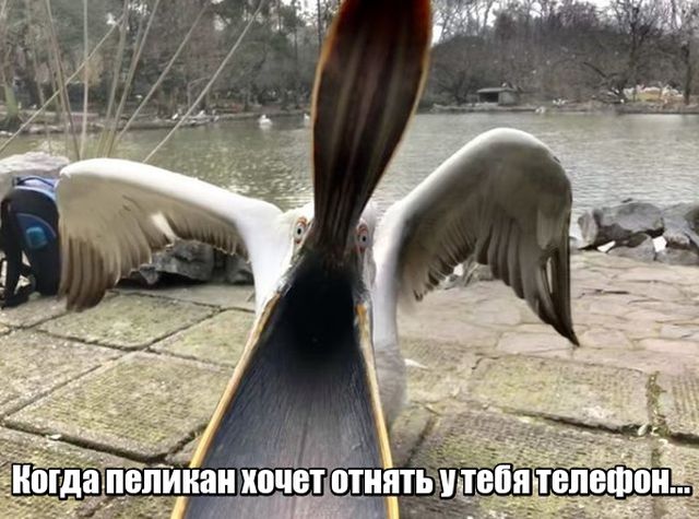 Нестандартный юмор