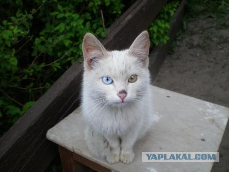 Котовторник на ЯПлакалъ (27.05.08), прикольные коты, добавляем свои!