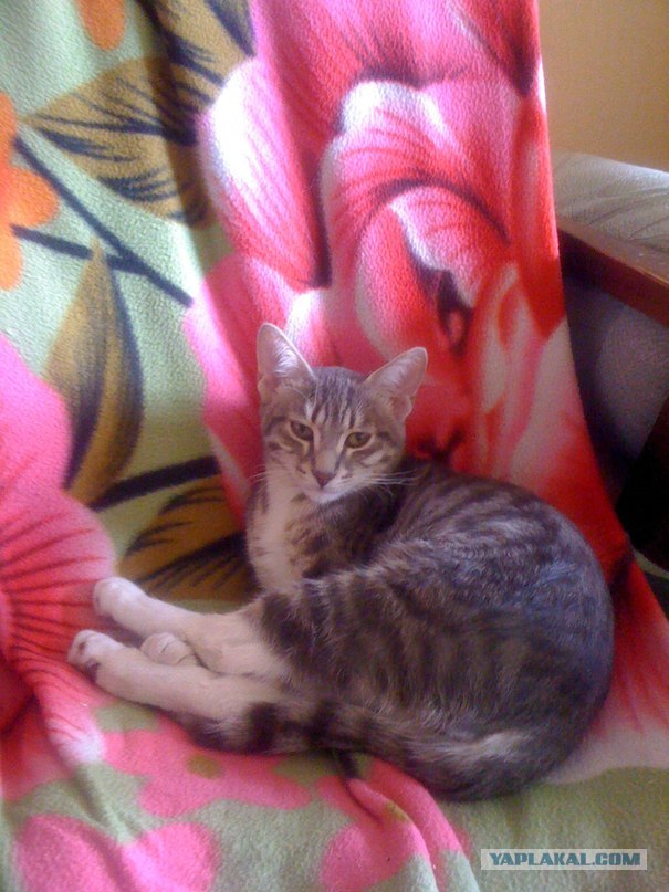 Котовторник 11.09.2012