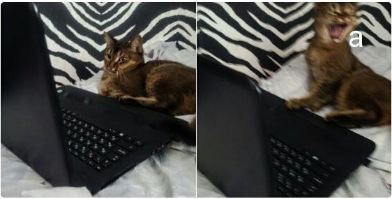 Прикольных котов пост