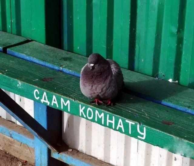 Живность из сети