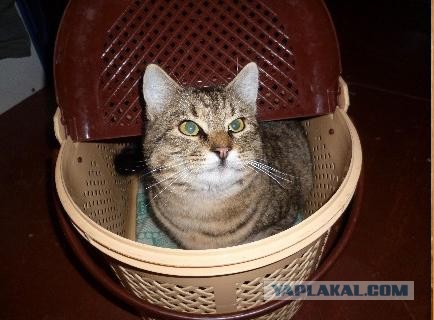 Забавные фото котеек