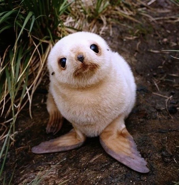 Живность из сети