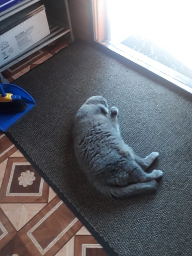 Котовторник. Такой размер - это нормально?