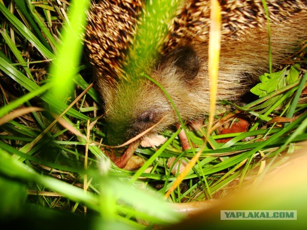 Йожиги! Позитива пост :)