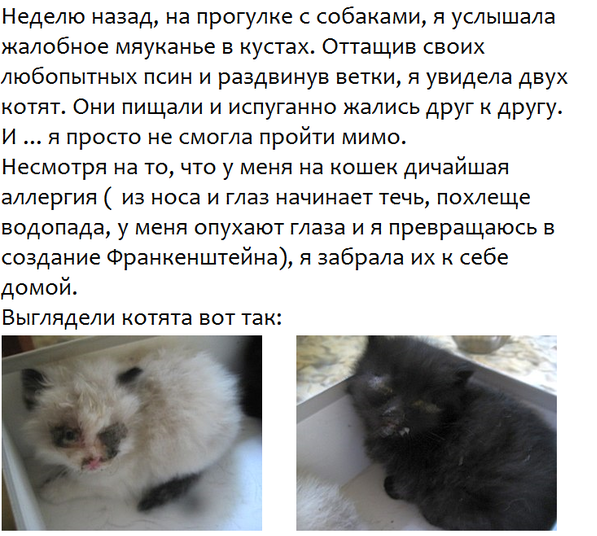 Спасение котят.