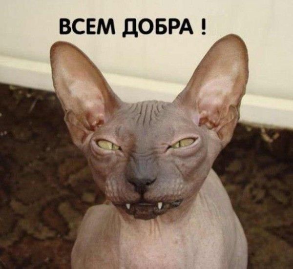 Смешные картинки и комментарии