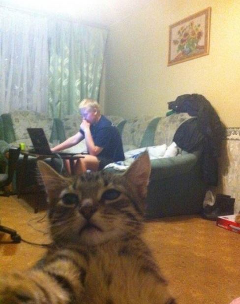 Коты и Кошки