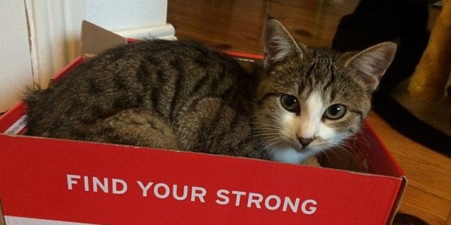 Коты и Кошки