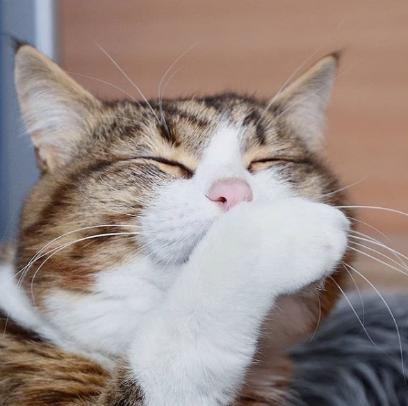Прикольных котов пост