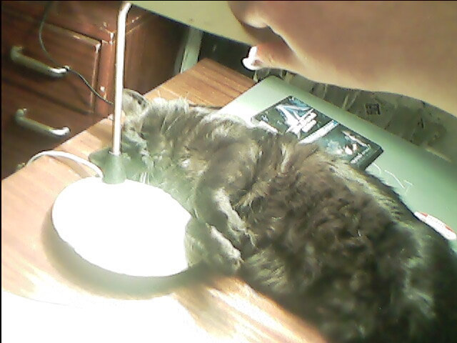 Котовторник на ЯПлакалъ (15.07.2008)