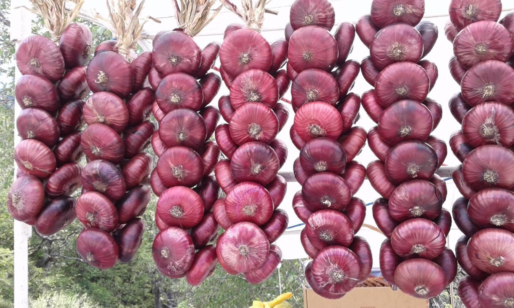 Ялтинский Красный Лук Купить