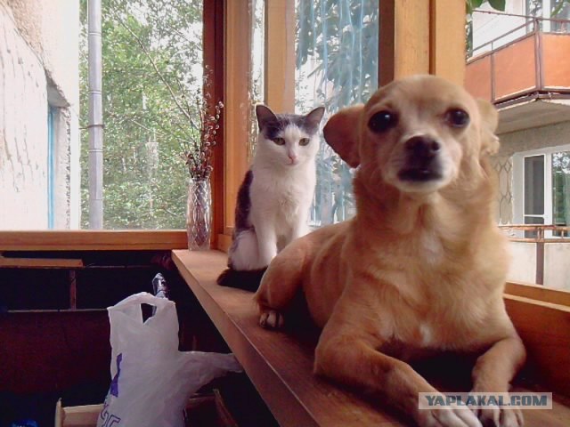 Котовторник: Кошки и ягнёнок