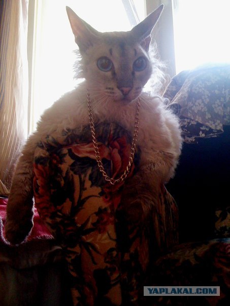 Котовторник 20.03.2012