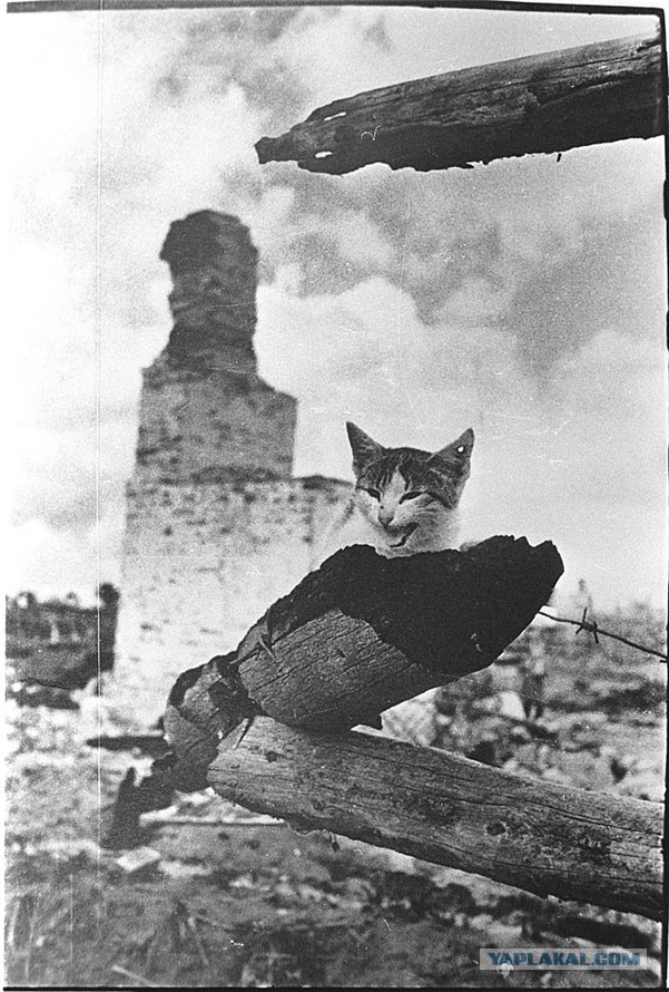 Коты и кошки на войне