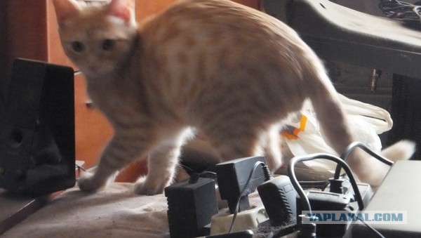 Свежие котики!