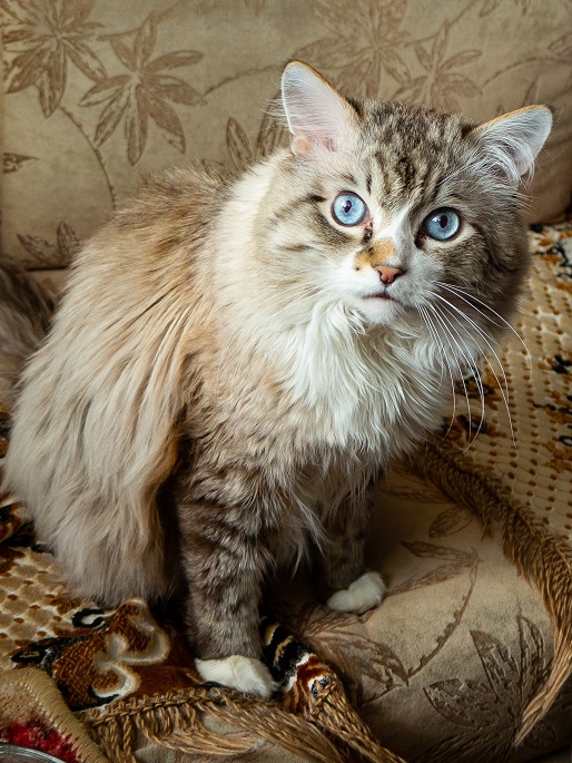 Американские коты - 6