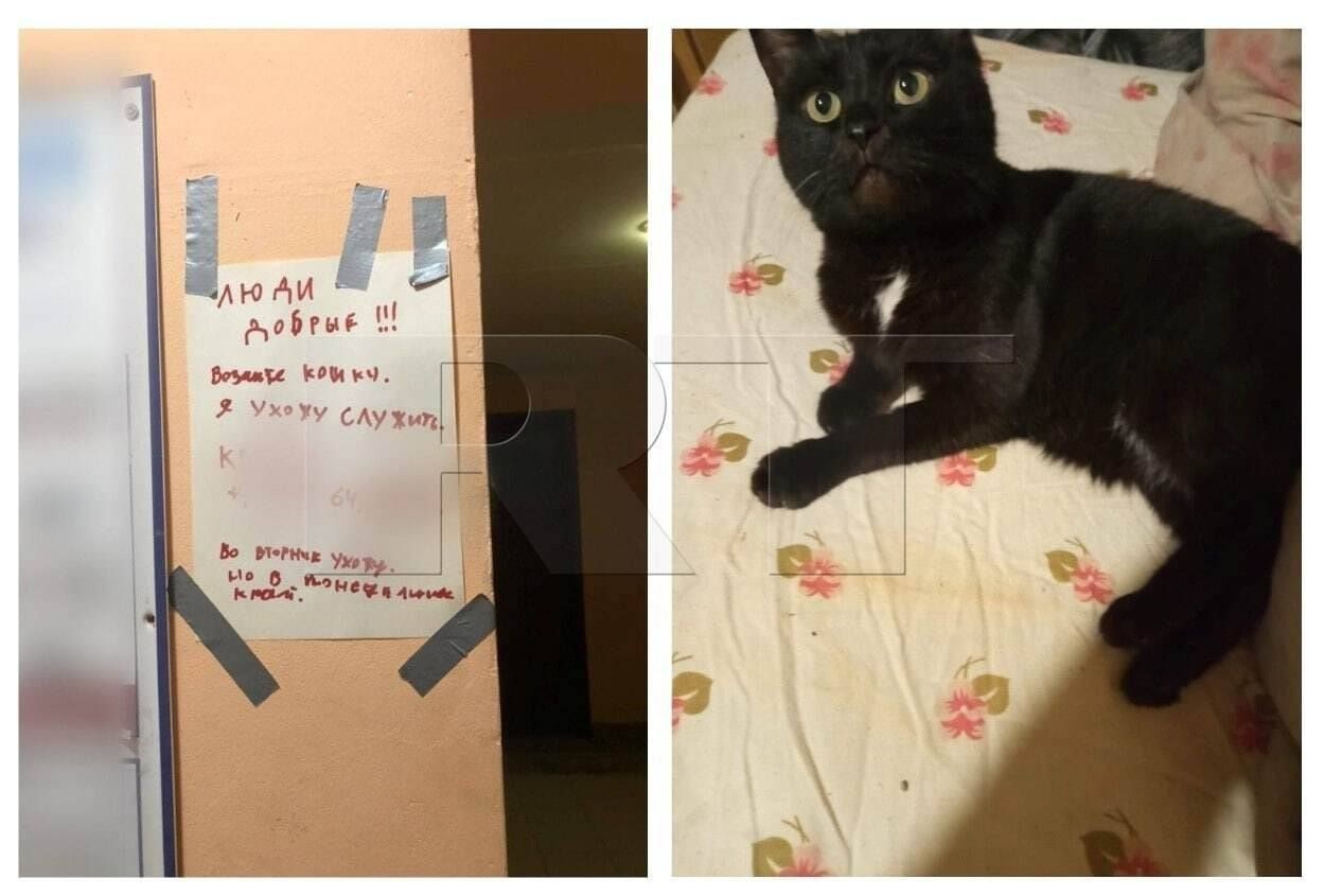 Ава кота бориса. Заберите мою кошку. Расшифровать кэт шуткой. Бездомные кошки зимой. Заберите мою кошку.