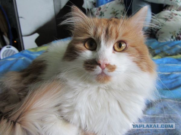 Котовторник 9.07.2013