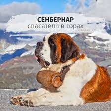 «Остановились передохнуть, а тут лыжи торчат»