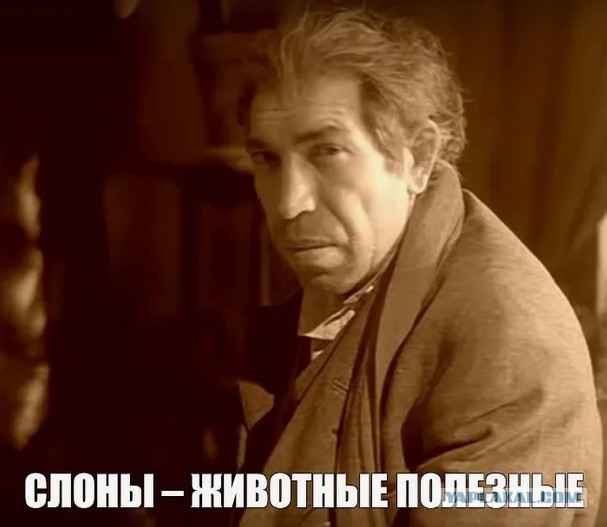 Эти ненормальные люди с собаками