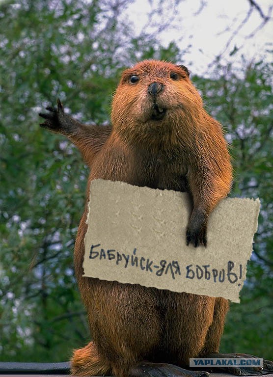 Добряки, плюсующие всех подряд