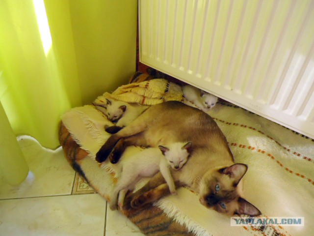 Котовторник 30.09.2014