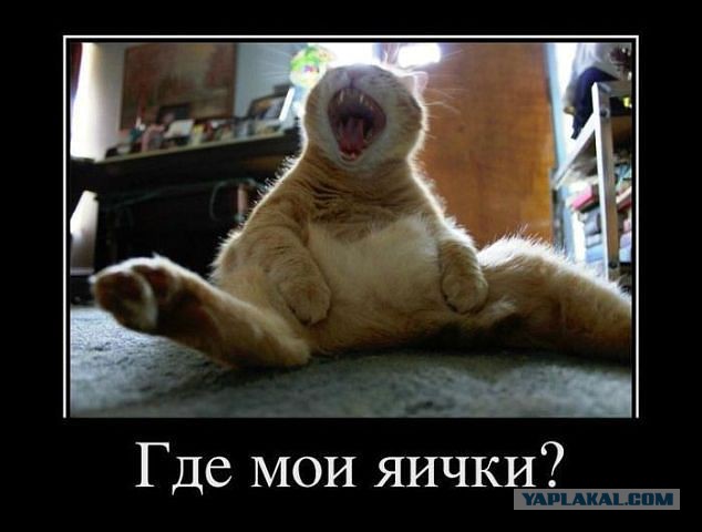 Зверский позитив