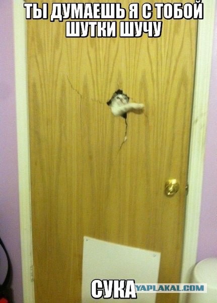 Вся суть котэ