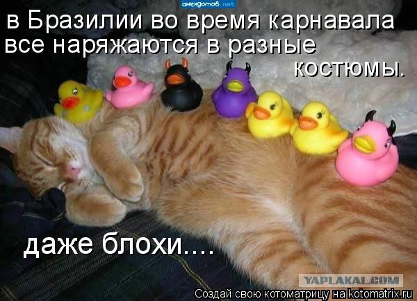 Известные котомемы.