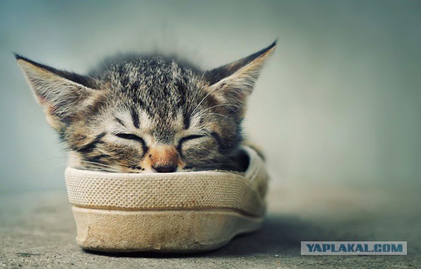Эта котявка думает, что спряталась